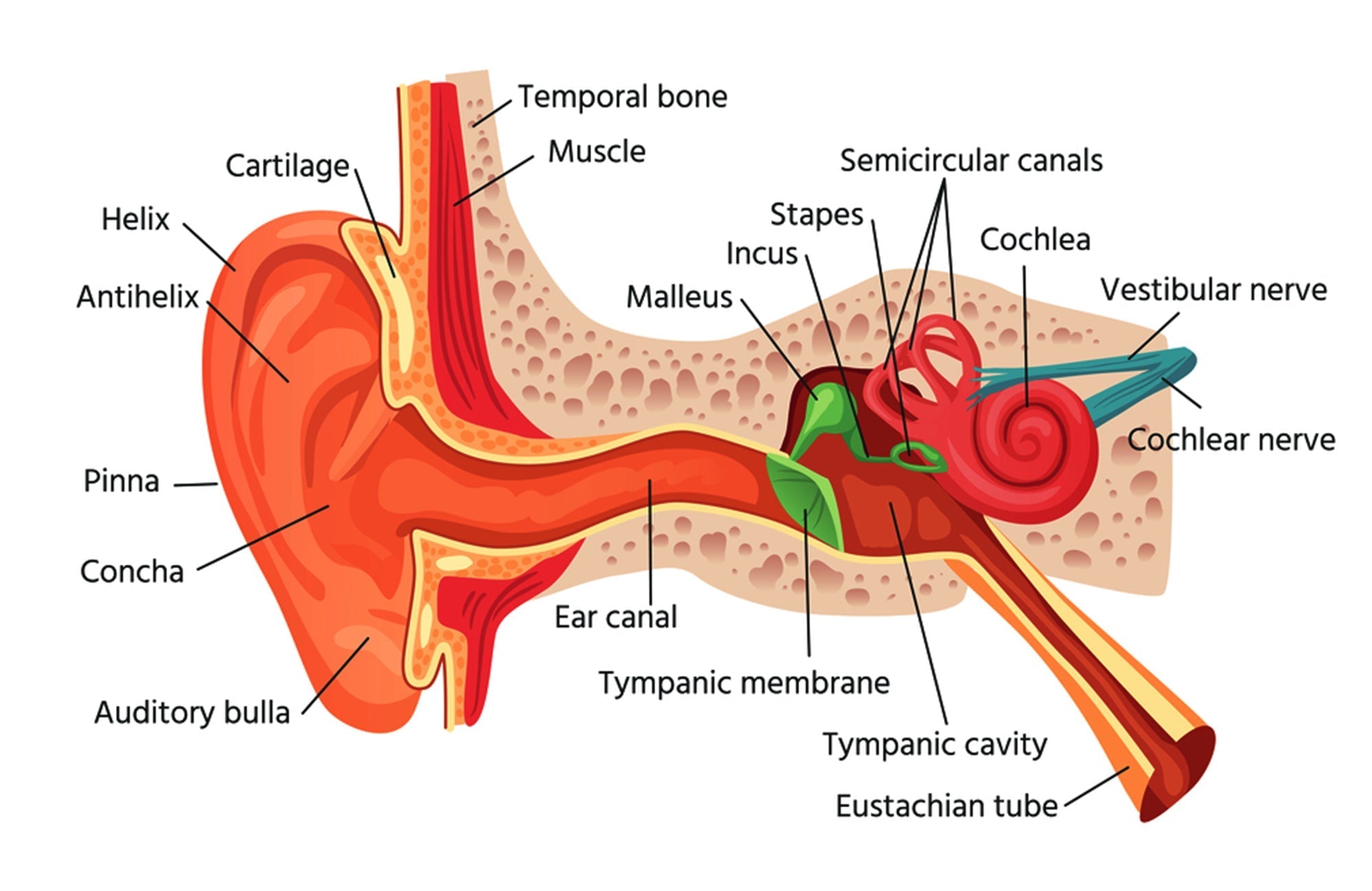 How the Ear Works and the Early Signs of Hearing Loss