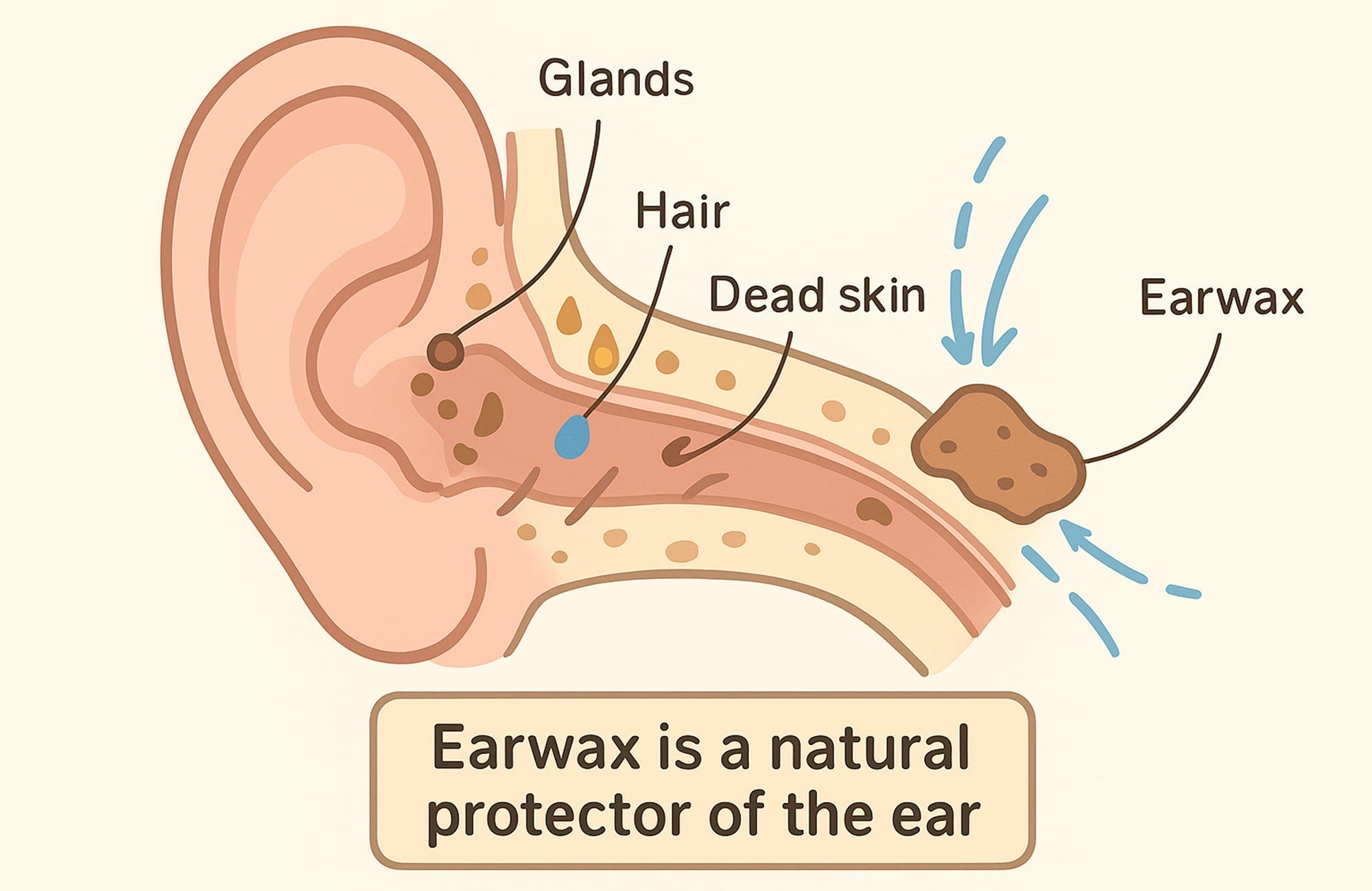 Earwax: What It Is and Why It Matters